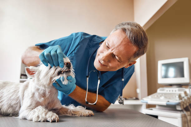Best Dental Abscess Treatment in Pinetop Lakeside, AZ